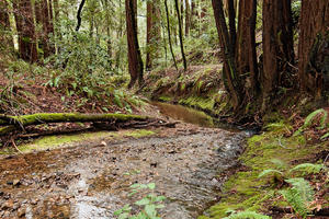 Redwoods in Phleger Estate