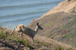 Wildlife of Point Reyes National Seashore