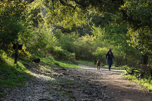 Walking the dog in Oakwood Valley