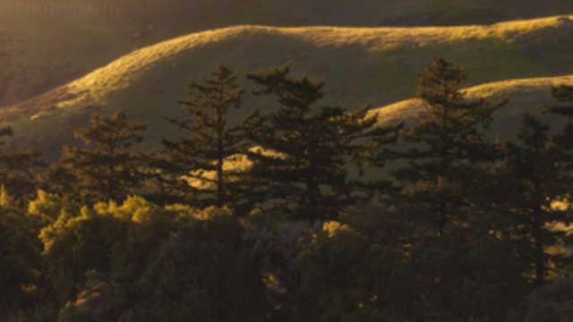 Mount Tamalpais