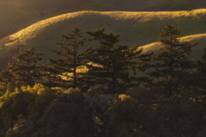 Mount Tamalpais