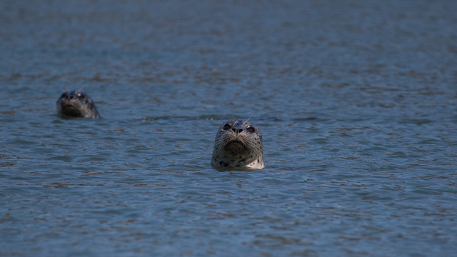 Seals in Bolinas Lagoon