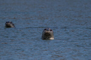 Seals in Bolinas Lagoon