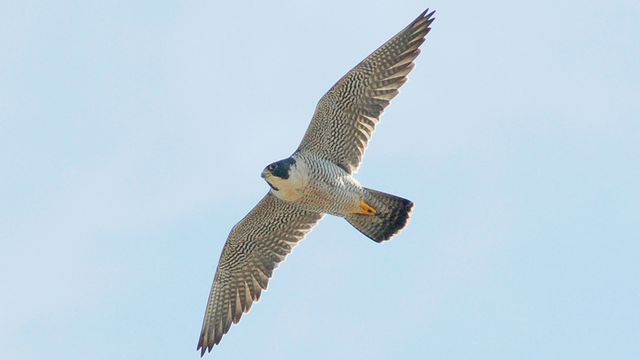 Peregrine Falcon