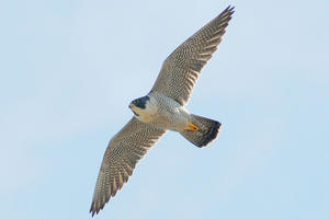 Peregrine Falcon