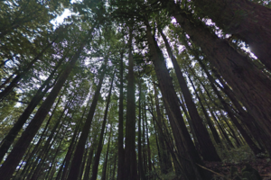 Screenshot of redwoods along the Lonely Trail in Phleger Estate.