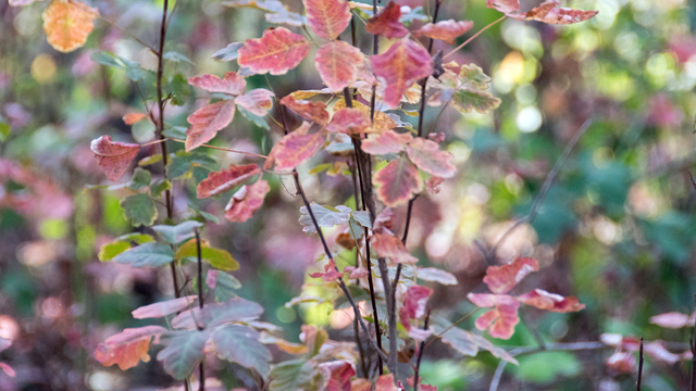 Poison oak during the fall season.