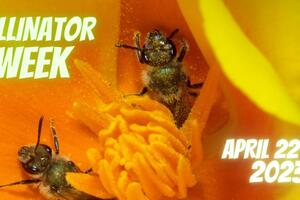 Bees pollinate a California poppy.