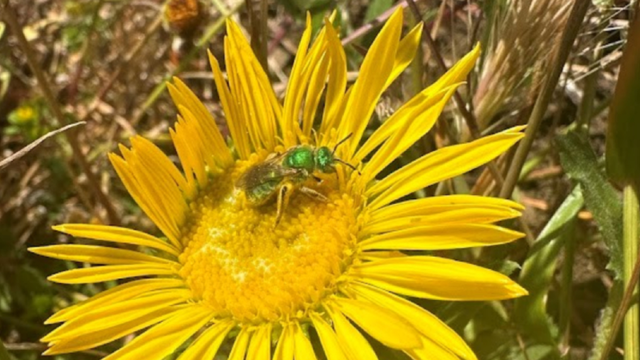 A California pollinator explores a brilliant yellow flower.