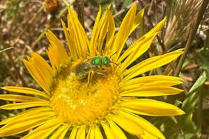 A California pollinator explores a brilliant yellow flower.