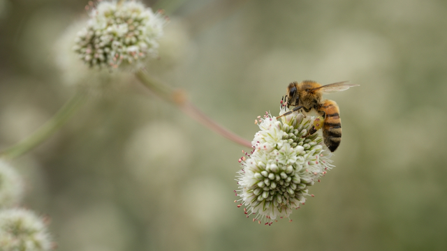 A bee gathers pollen from a flower