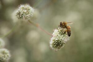 A bee gathers pollen from a flower
