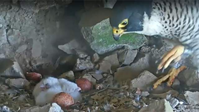 A video recording capture of a female peregrine falcon peering at four unhatched eggs of varying colors.