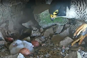 A video recording capture of a female peregrine falcon peering at four unhatched eggs of varying colors.