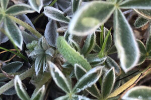 Mission blue butterfly larvae.