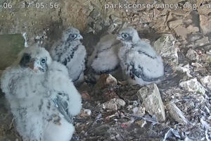 a screenshot of the Peregrine falcon chicks on Alcatraz Island