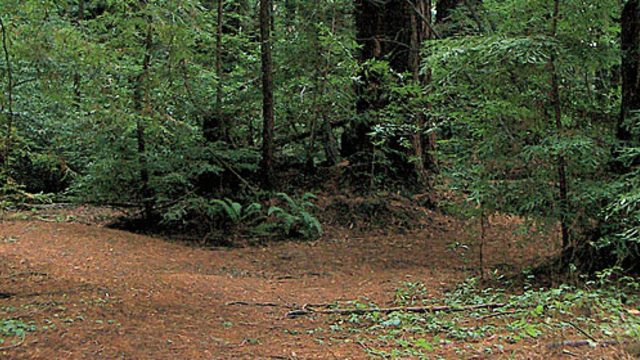 A grove in Roy's Redwoods.