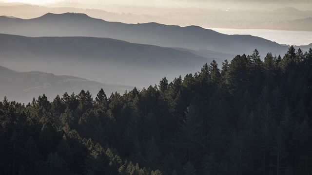 A foggy photo of the forests of Mt. Tam with the rising sunlight filtering in.