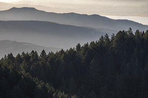 A foggy photo of the forests of Mt. Tam with the rising sunlight filtering in.