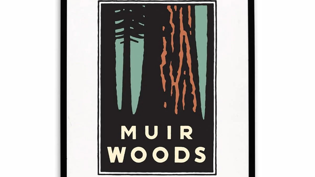 Illustration of redwoods at Muir Woods National Monument.
