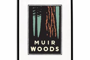 Illustration of redwoods at Muir Woods National Monument.