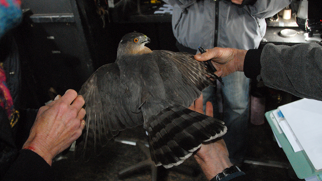 Tracking raptors