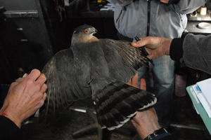 Tracking raptors