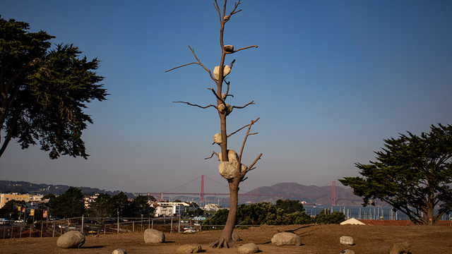Giuseppe Penone's "Idee di pietra" on display at upper Fort Mason