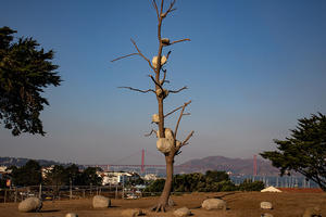 Giuseppe Penone's "Idee di pietra" on display at upper Fort Mason