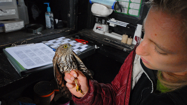 GGRO bander Ari La Porte examines a Sharp-shinned Hawk