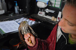 GGRO bander Ari La Porte examines a Sharp-shinned Hawk