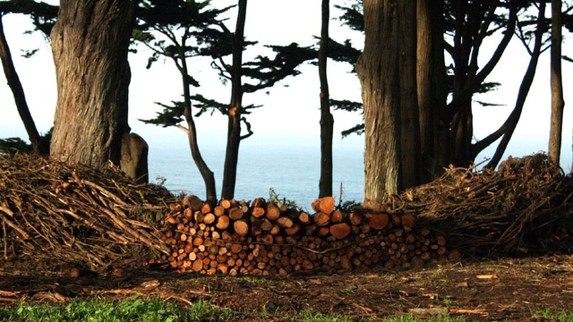 Brush Pile Sculpture