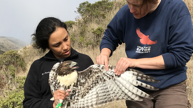 Intern Laura Echavez learning to hold a Red-tailed Hawk