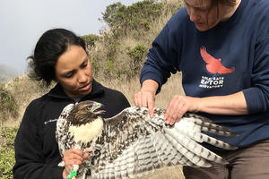 Intern Laura Echavez learning to hold a Red-tailed Hawk