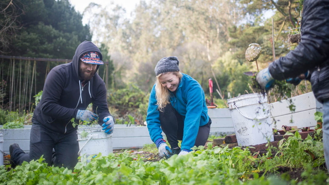 Volunteers Taking Care of Plants in the Presidio