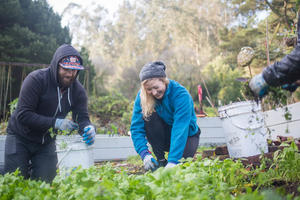 Volunteers Taking Care of Plants in the Presidio