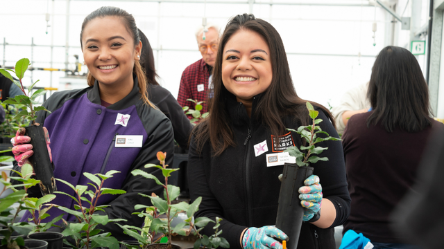 Volunteers transplant toyon at the Presidio Nursery
