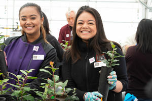 Volunteers transplant toyon at the Presidio Nursery