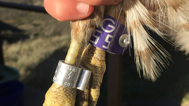 Color bands are secondary markers on banded birds 