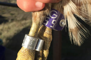 Color bands are secondary markers on banded birds 