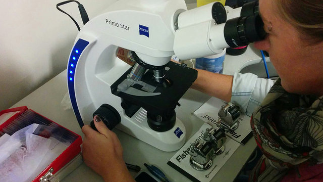 GGRO intern Kris Vanesky examines blood cells 