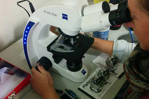 GGRO intern Kris Vanesky examines blood cells 