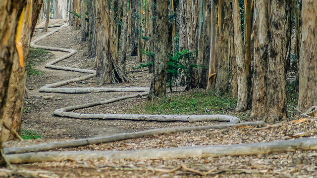 Andy Goldsworthy, Wood Line