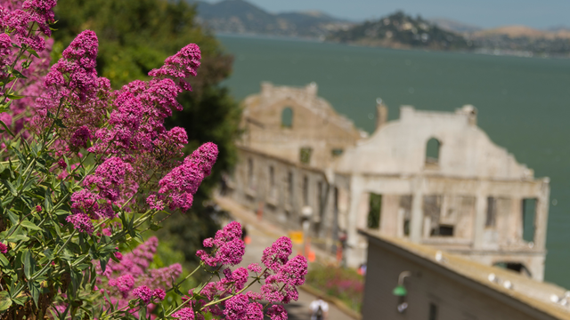 Alcatraz Gardens