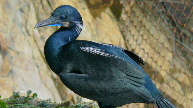 A photo of a Brandt's Cormorant on Alcatraz Island.