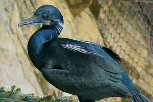 A photo of a Brandt's Cormorant on Alcatraz Island.