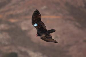 Turkey Vulture 