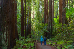 Muir Woods hikers