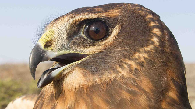 A juvenile Northern Harrier after banding. GGRO bands an average of just 10 Northern Harriers per season, but counted 600 Northern Harrier sightings from Hawk Hill in 2018.