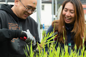 Volunteers prune plants at a native plant nursery